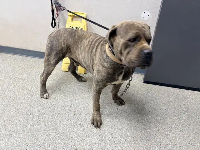 Hercules - Cane Corso Mastiff