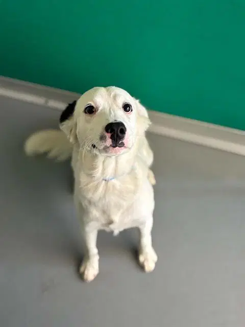 Stitch - Border Collie