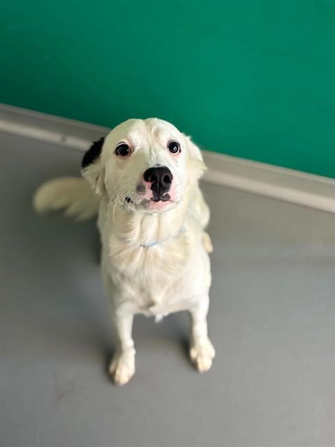 picture of the dog needing adoption