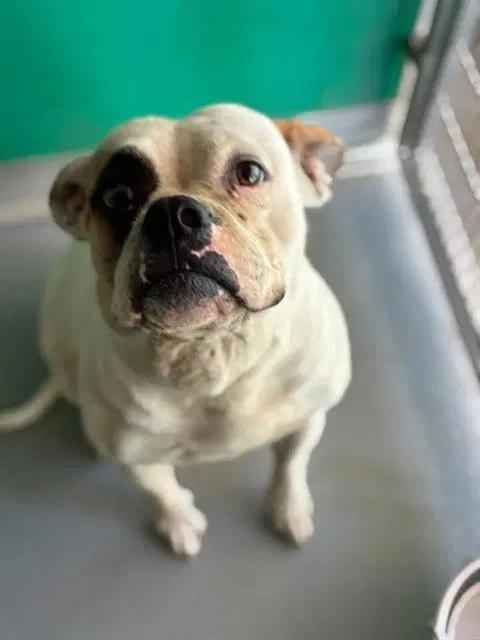Marjorie - American Bulldog