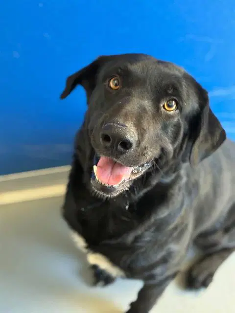 Unknown - Labrador Retriever