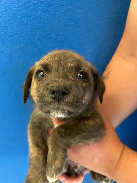 Po - Pit Bull Terrier