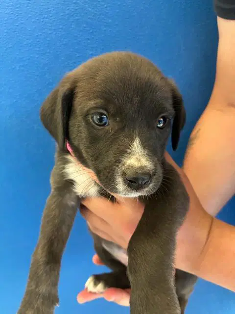 Laa-Laa - Pit Bull Terrier