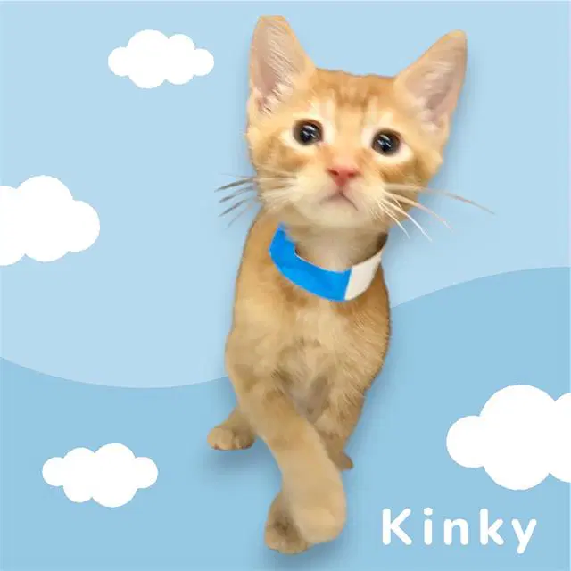 Kinky - Domestic Short Hair