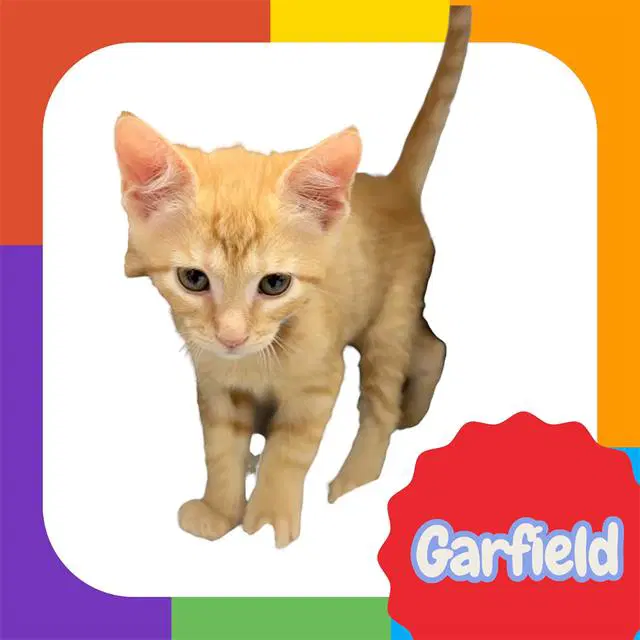 Garfield - Domestic Short Hair