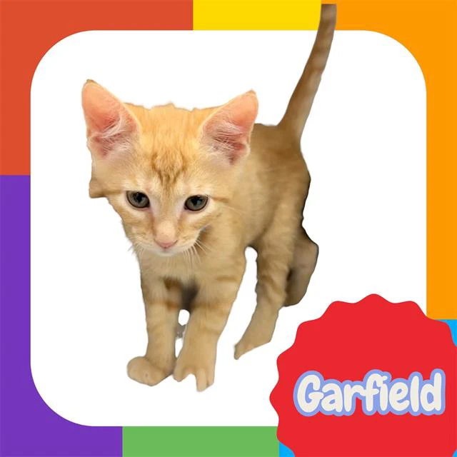 Garfield