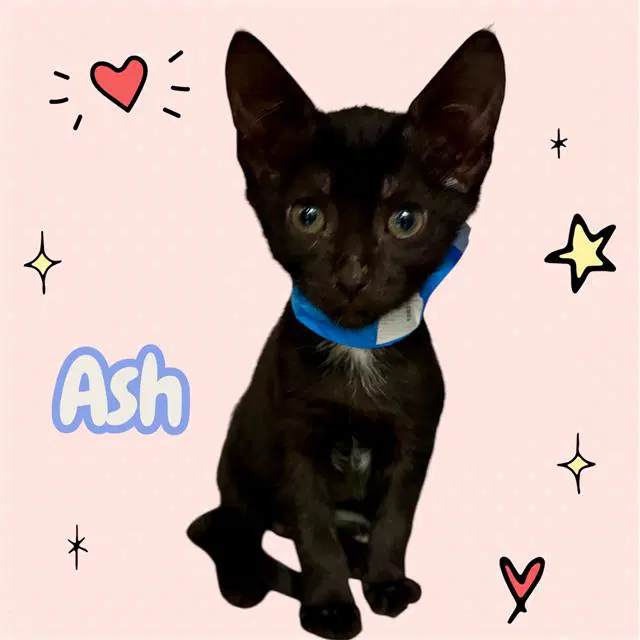 Ash - Domestic Short Hair