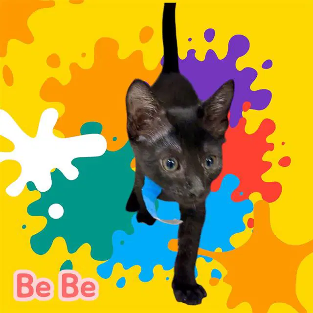 Be Be - Domestic Short Hair