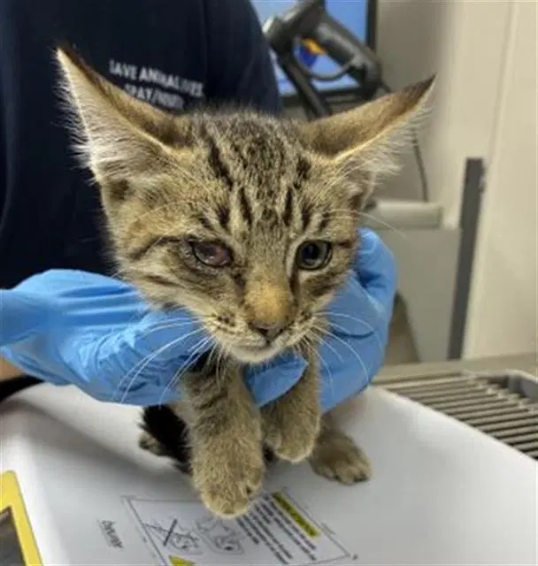 Unknown - Domestic Short Hair