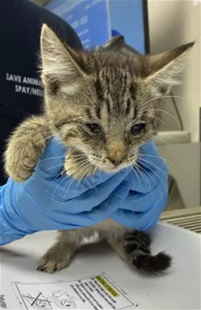 Unknown - Domestic Short Hair