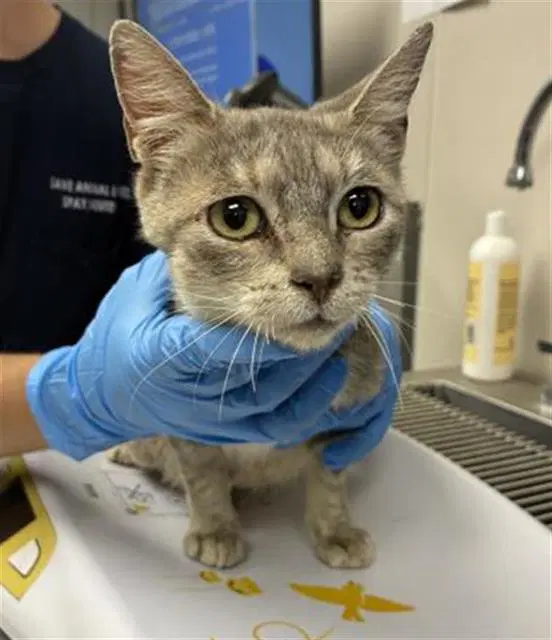 Unknown - Domestic Short Hair