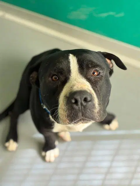 Unknown - Pit Bull Terrier