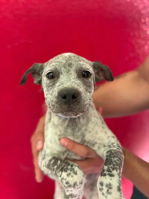 Olaf - Pit Bull Terrier