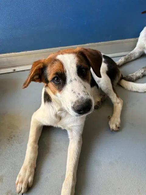 Unknown - Australian Shepherd