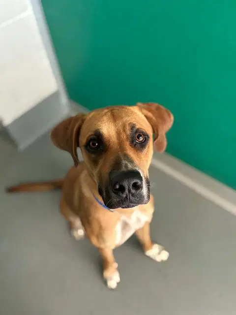 Han Solo - Rhodesian Ridgeback