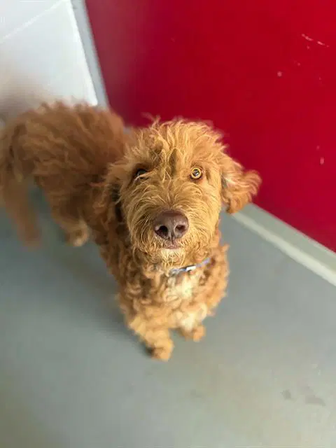 Chewy - Poodle (Standard)
