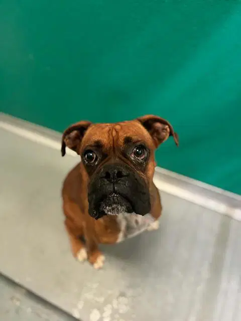 Yoda - Boxer