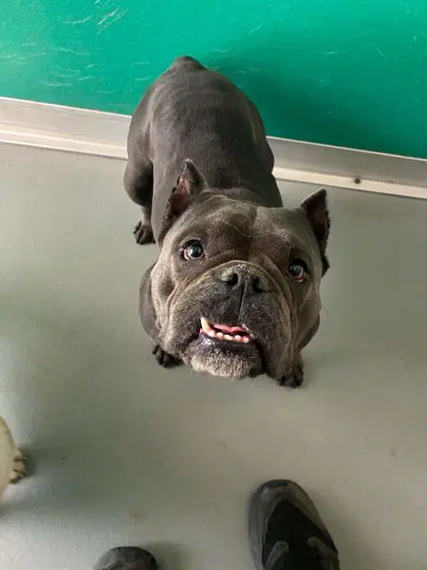 Queenie - English Bulldog