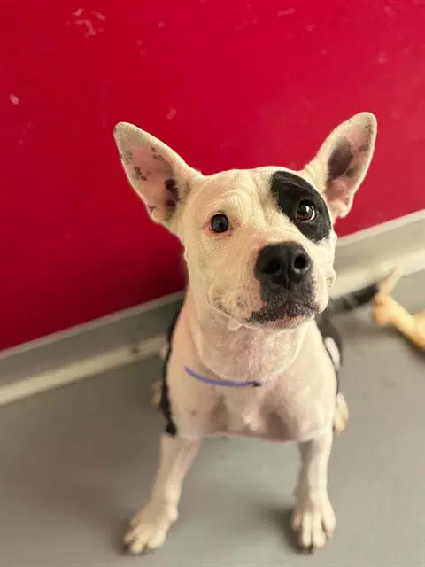 Iduna - Pit Bull Terrier