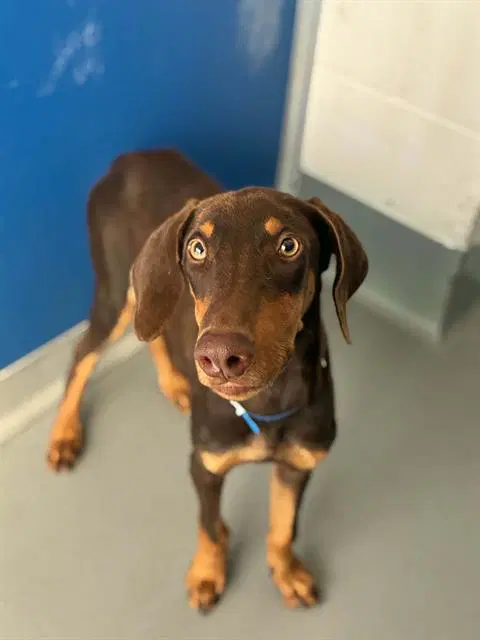 Luke - Doberman Pinscher
