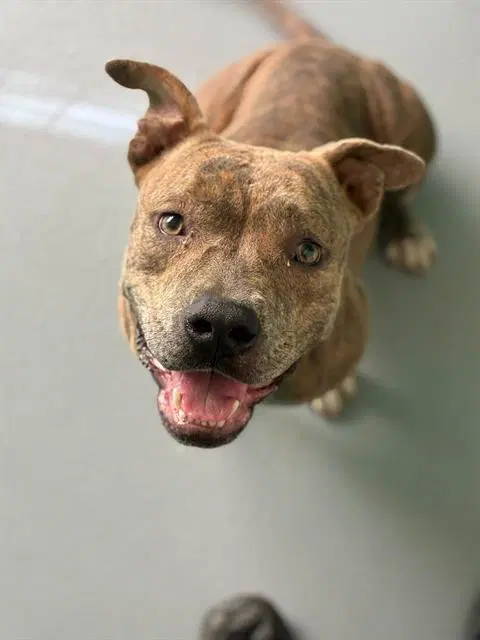Unknown - Pit Bull Terrier