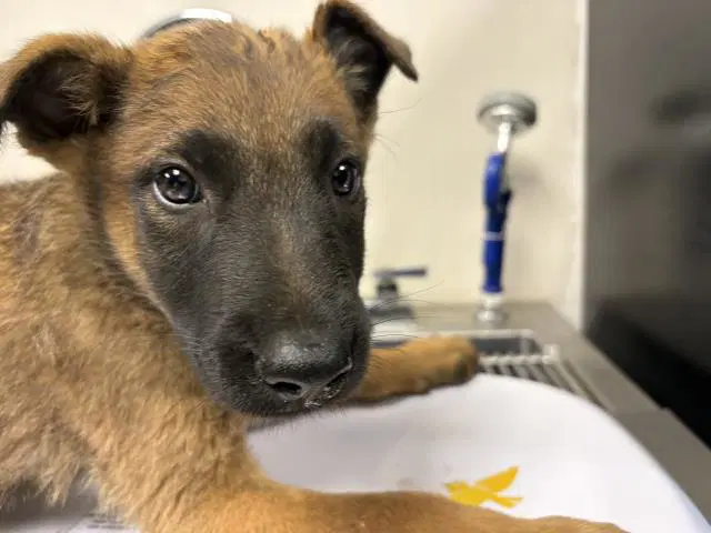 Unknown - Belgian Shepherd Malinois