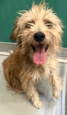 Unknown - Cairn Terrier