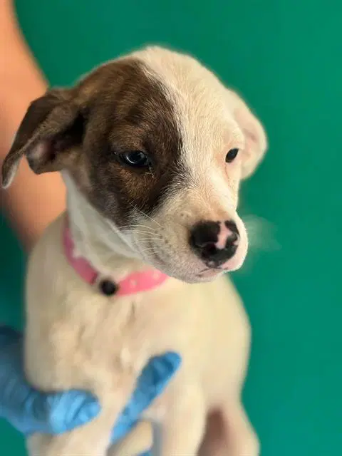 Unknown - Australian Cattle Dog/Blue Heeler