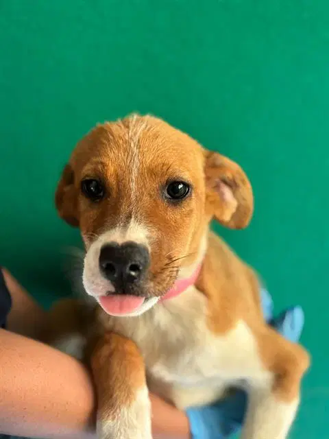 Unknown - Australian Cattle Dog/Blue Heeler