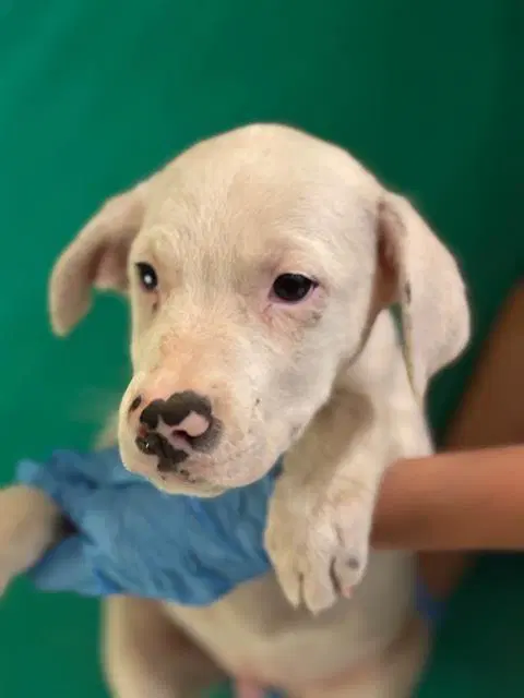 Unknown - Australian Cattle Dog/Blue Heeler