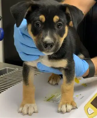 Unknown - German Shepherd Dog