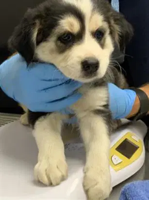 Unknown - Siberian Husky