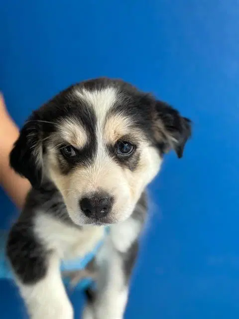 Unknown - Siberian Husky