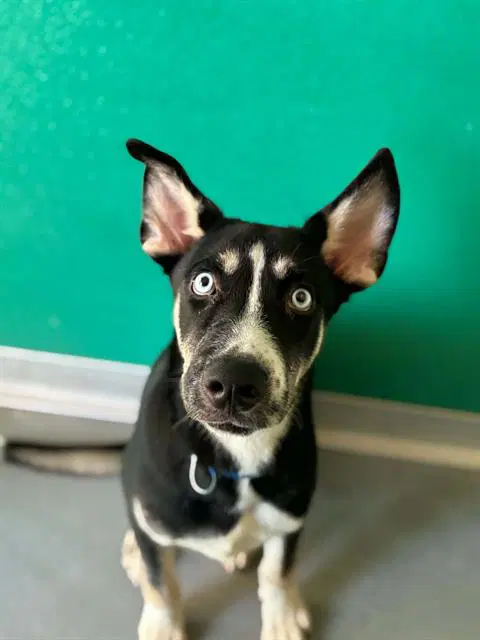 Unknown - Siberian Husky