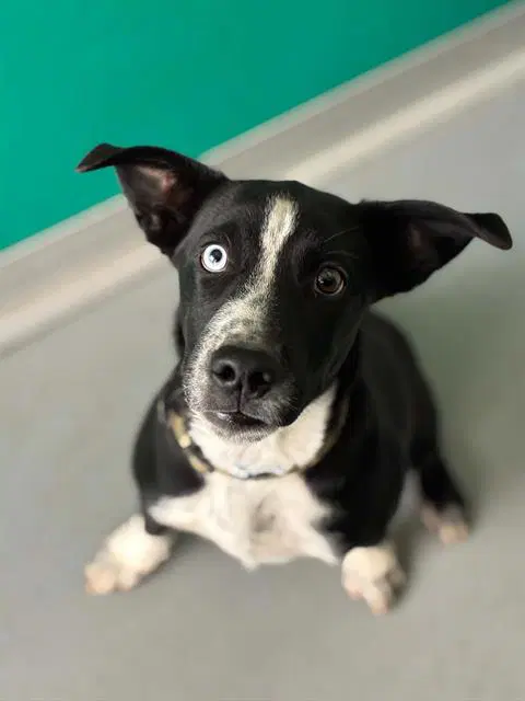 Unknown - Border Collie
