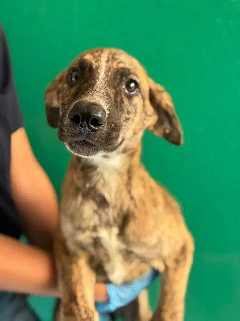 Unknown - Australian Cattle Dog/Blue Heeler