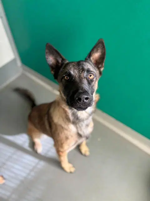 Unknown - Belgian Shepherd Malinois
