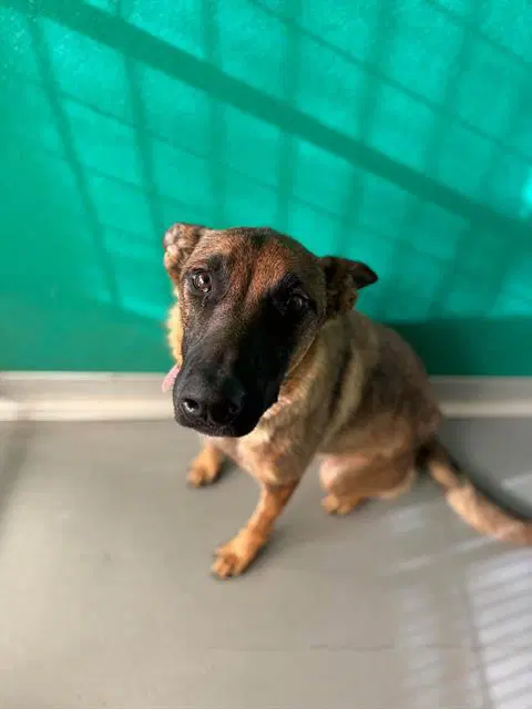 Unknown - Belgian Shepherd Malinois