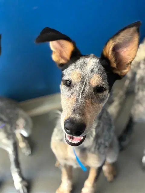 Unknown - Queensland Heeler