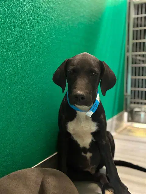 Unknown - Pit Bull Terrier