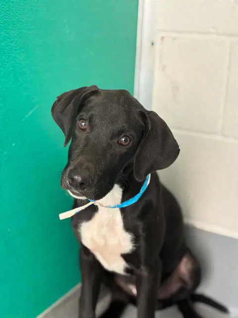Unknown - Pit Bull Terrier