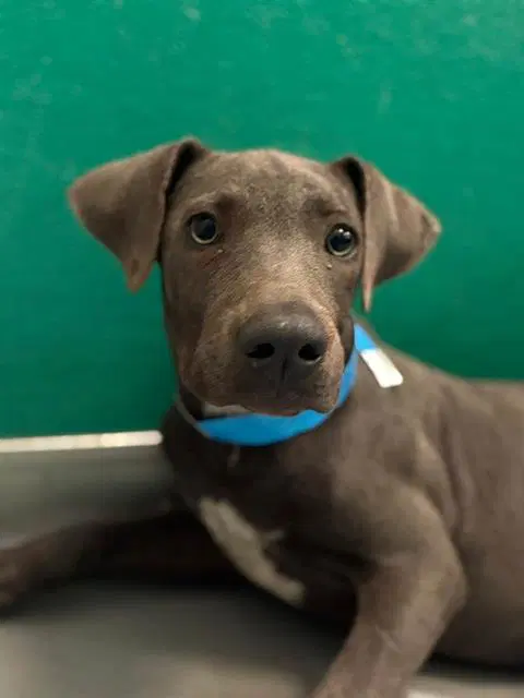 Unknown - Pit Bull Terrier