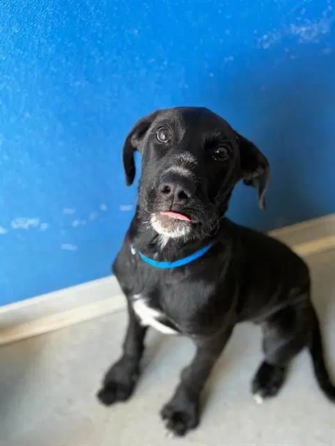 Unknown - Labrador Retriever