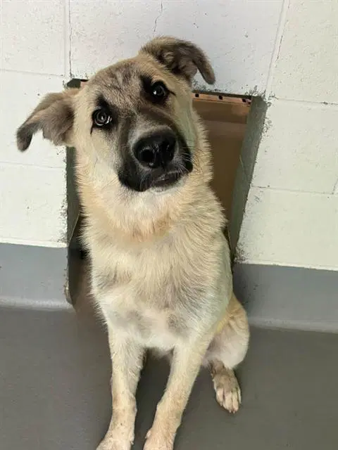 Unknown - Great Pyrenees