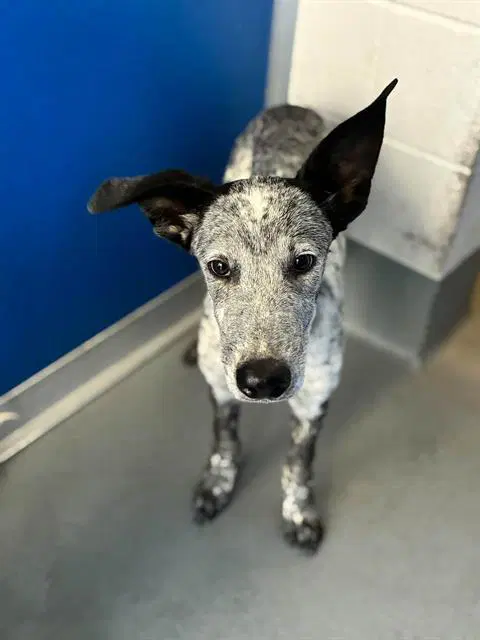 Unknown - Queensland Heeler