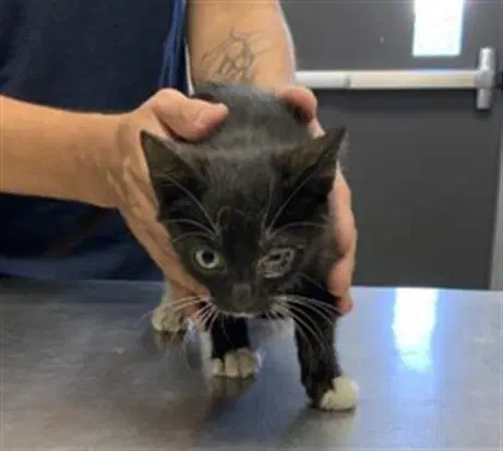 Unknown - Domestic Short Hair