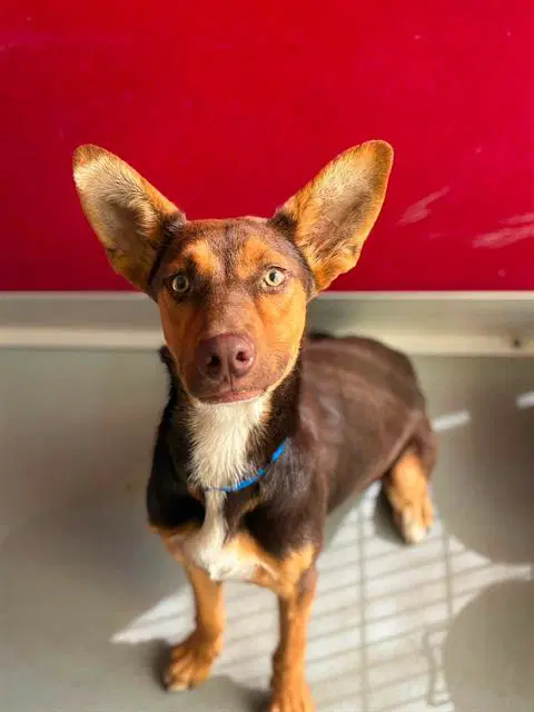 Maximo - German Shepherd Dog