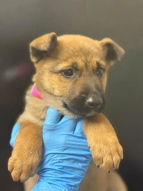 Honey Bunches - German Shepherd Dog