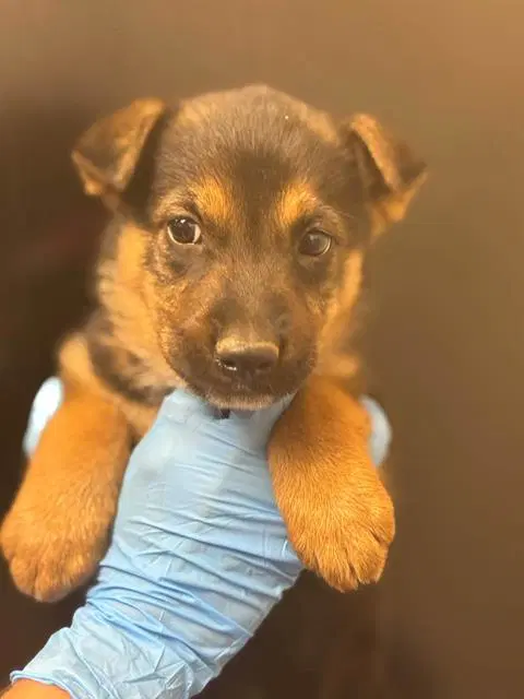 Cinnamon Toast Crunch - German Shepherd Dog