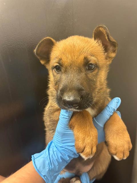 Cheerio